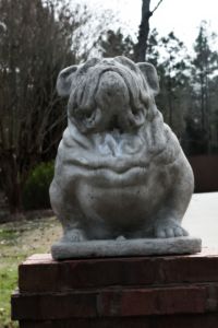stoned Bulldog